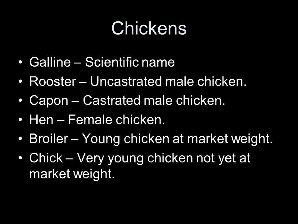 Chickens Galline – Scientific name Rooster – Uncastrated male chicken.