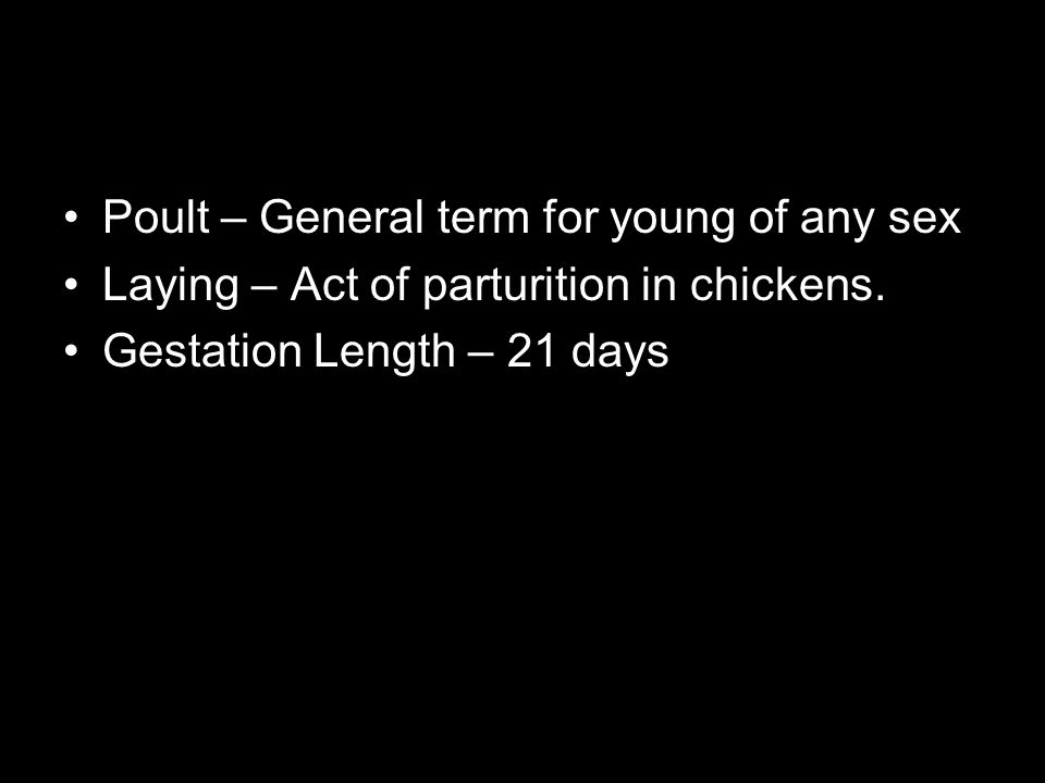 Poult – General term for young of any sex