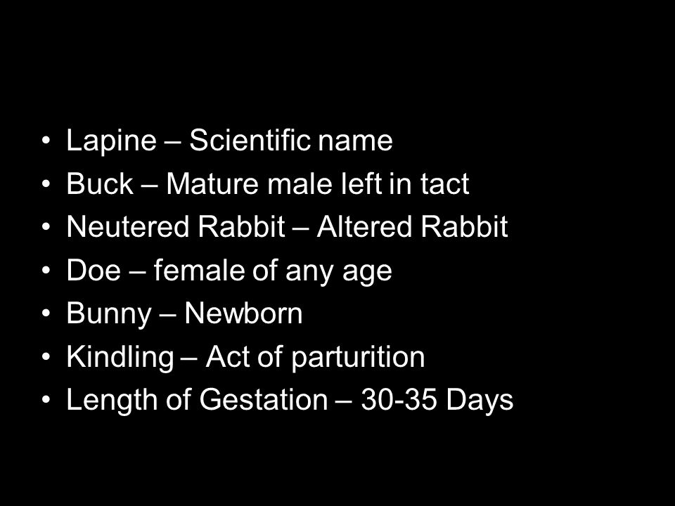 Lapine – Scientific name