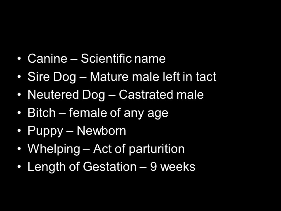 Canine – Scientific name