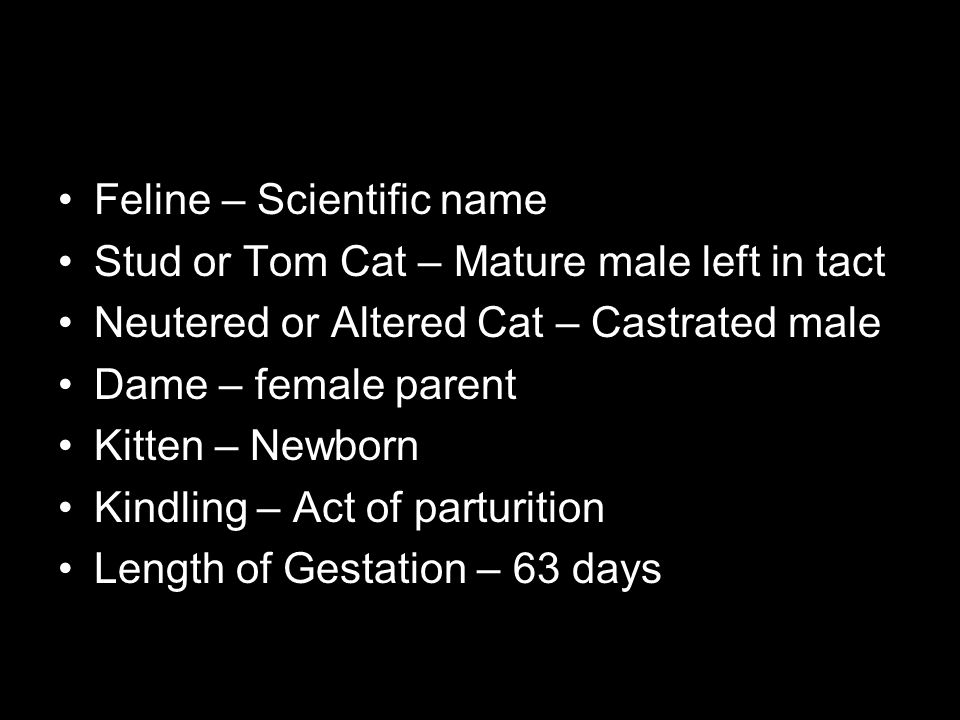 Feline – Scientific name
