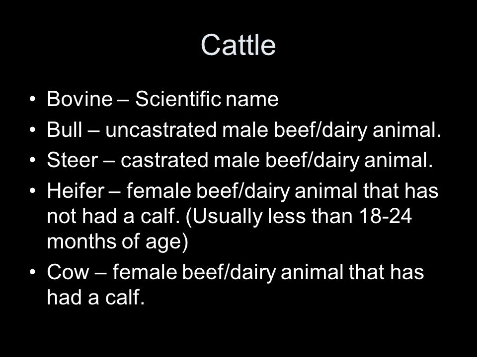 Cattle Bovine – Scientific name