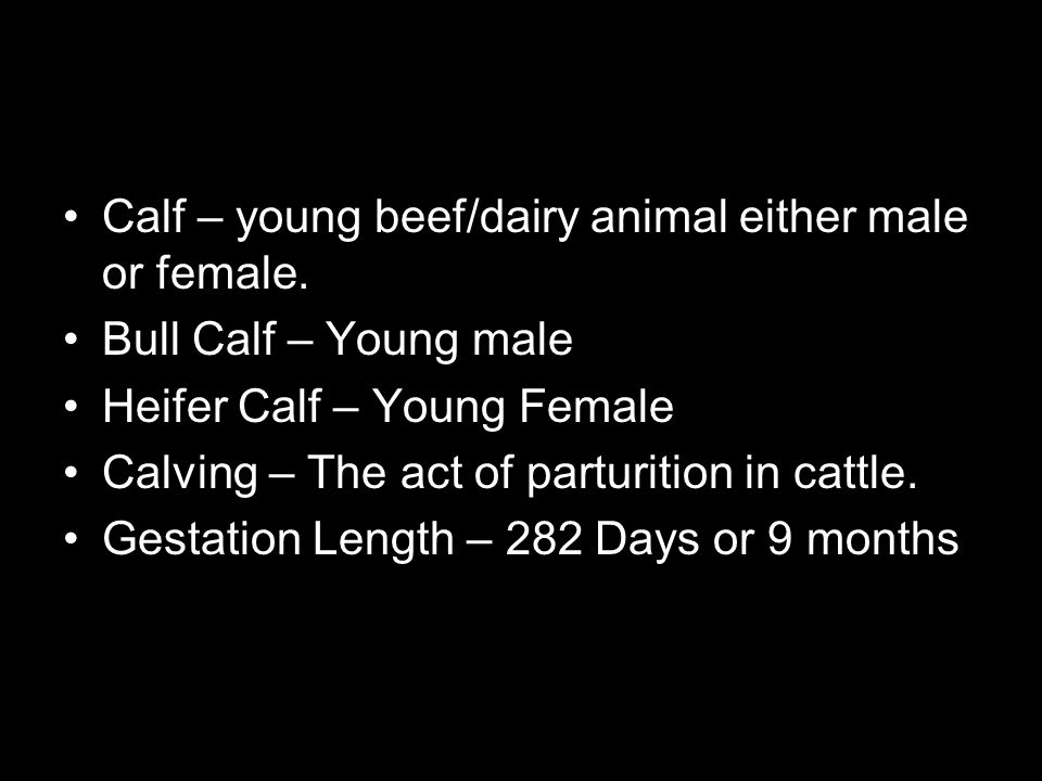 Calf – young beef/dairy animal either male or female.
