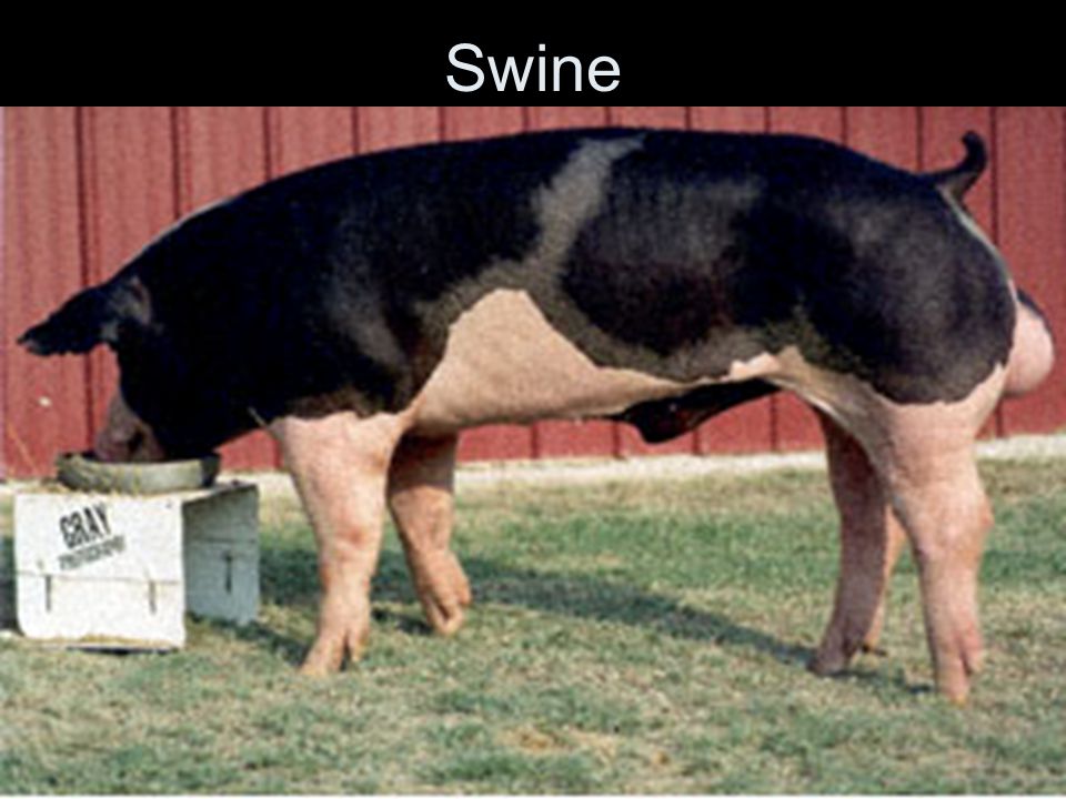 Swine