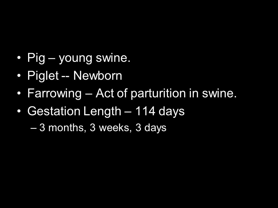 Farrowing – Act of parturition in swine. Gestation Length – 114 days