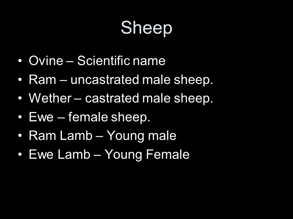 Sheep Ovine – Scientific name Ram – uncastrated male sheep.