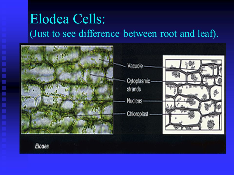 Elodea Cells: (Just to see difference between root and leaf).