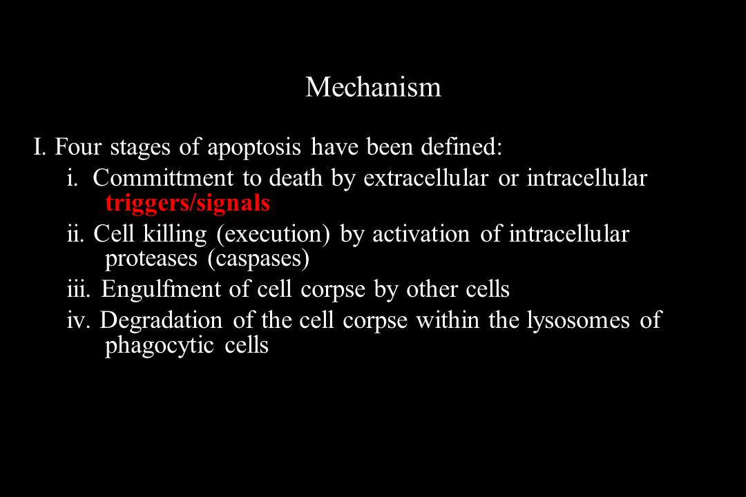Mechanism I. Four stages of apoptosis have been defined: