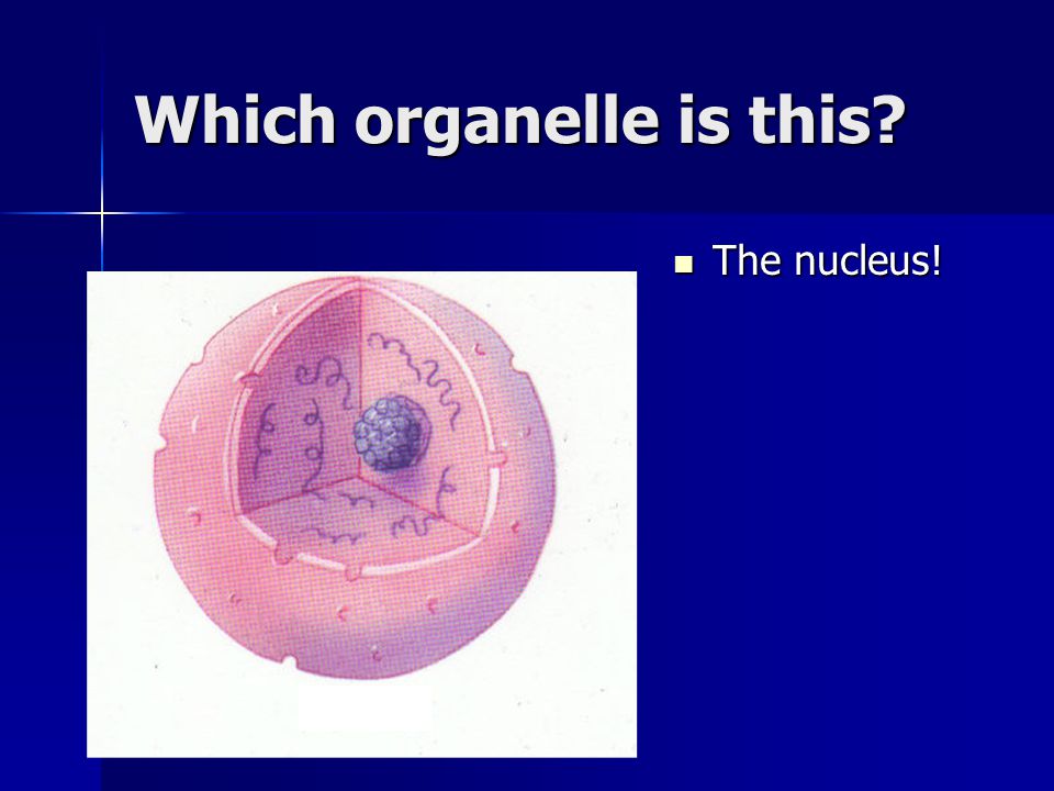 Which organelle is this