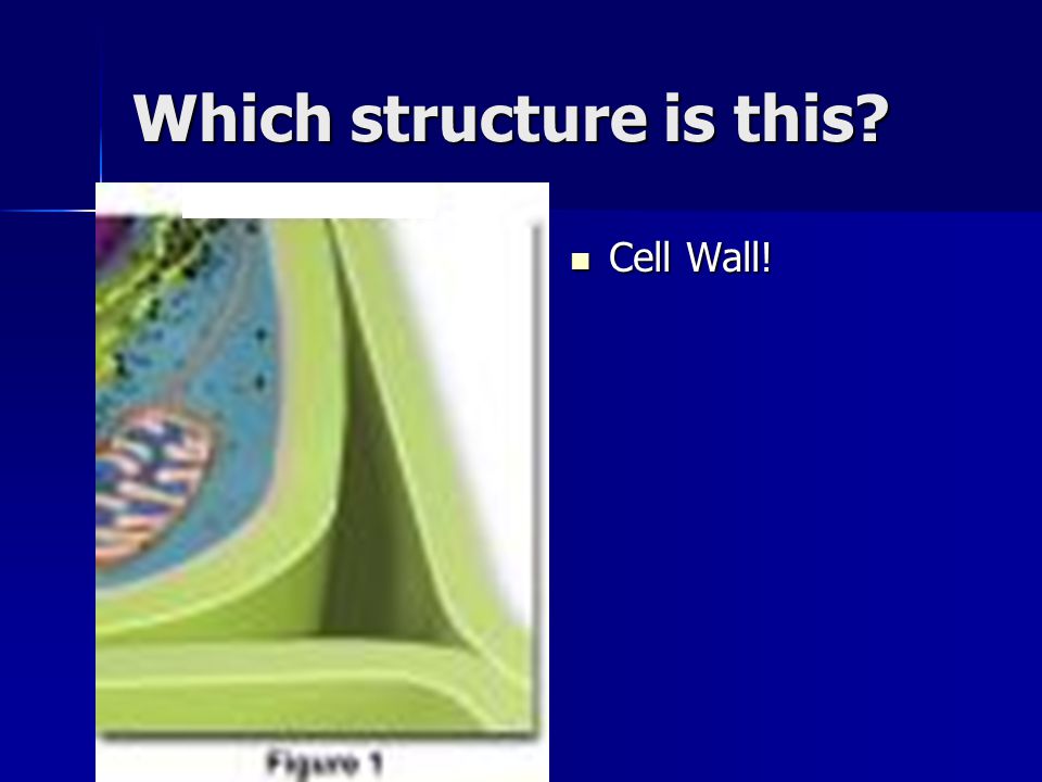 Which structure is this