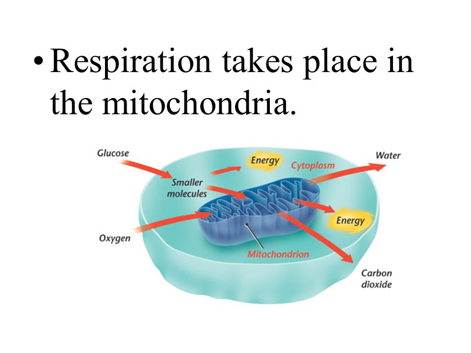 Respiration takes place in the mitochondria.