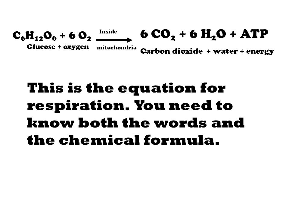 C6H12O6 + 6 O2 Glucose + oxygen. 6 CO2 + 6 H2O + ATP. Carbon dioxide + water + energy. mitochondria.