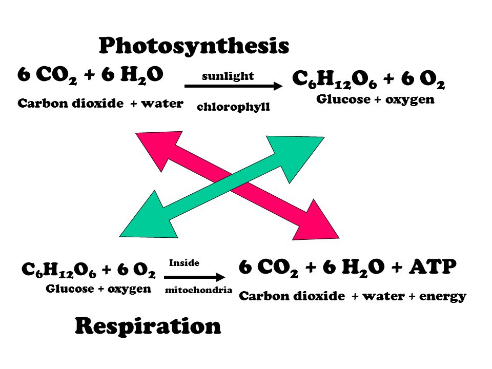 Photosynthesis Respiration 6 CO2 + 6 H2O C6H12O6 + 6 O2
