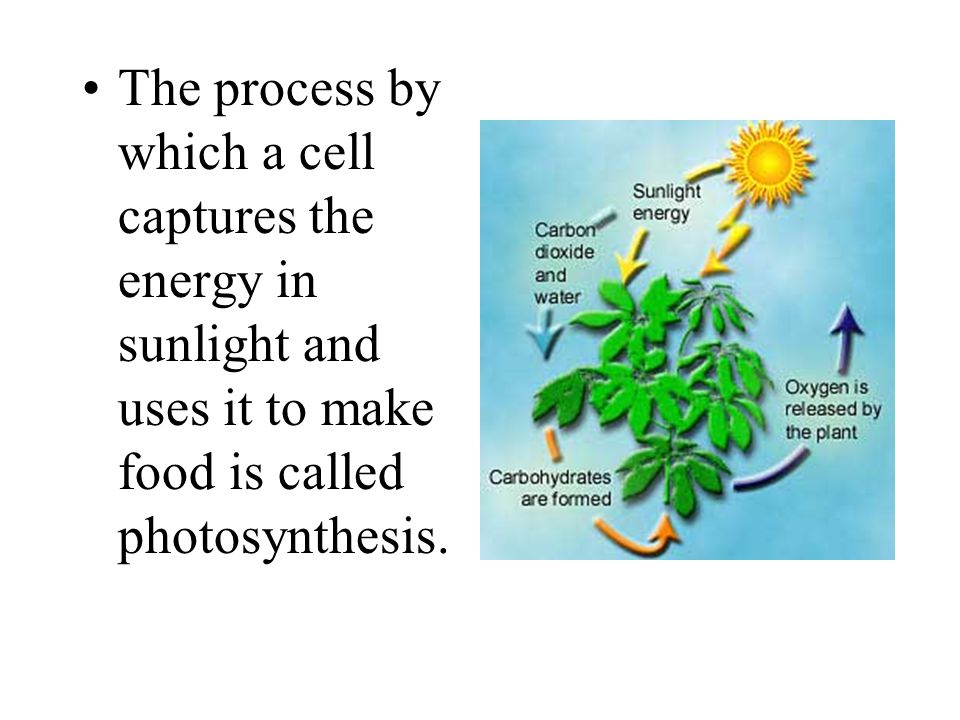 The process by which a cell captures the energy in sunlight and uses it to make food is called photosynthesis.