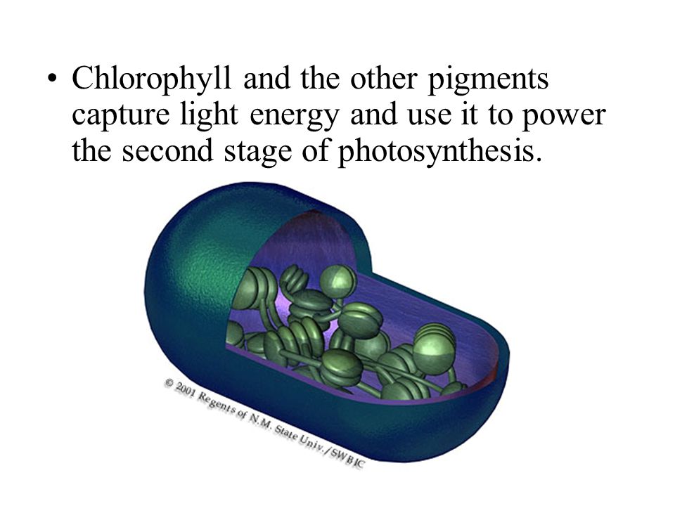 Chlorophyll and the other pigments capture light energy and use it to power the second stage of photosynthesis.