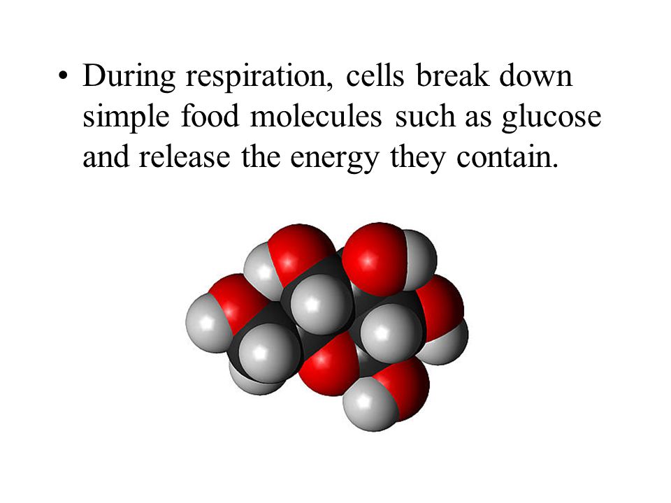During respiration, cells break down simple food molecules such as glucose and release the energy they contain.
