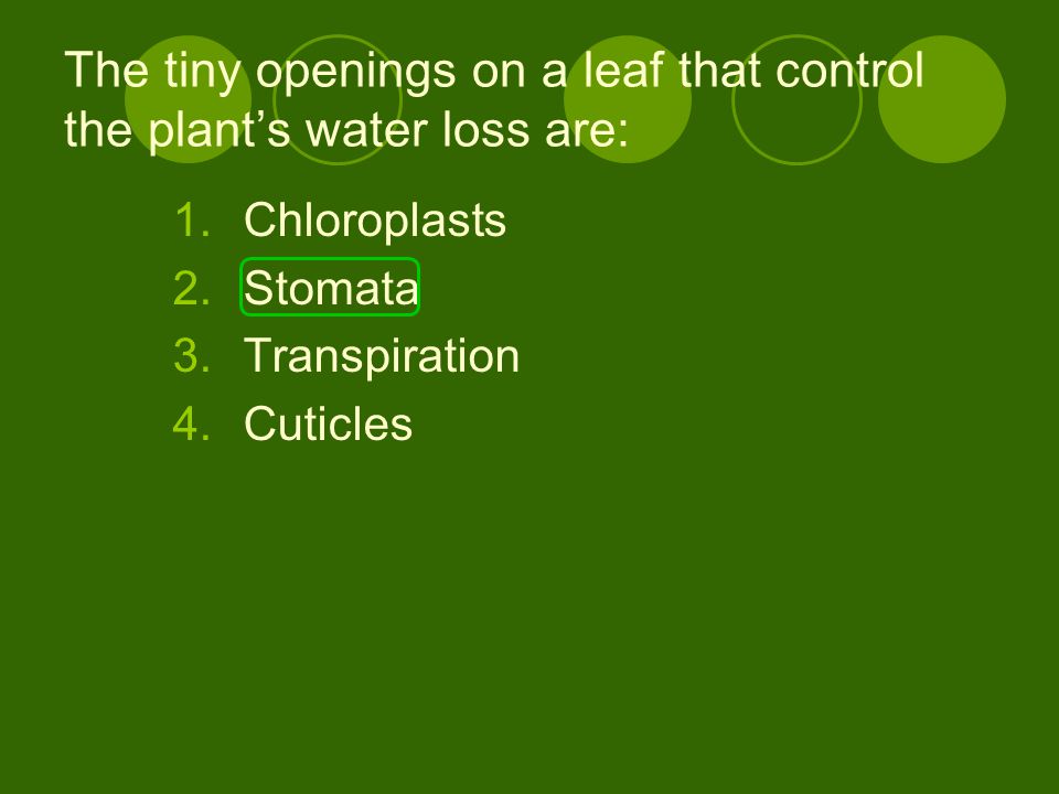 The tiny openings on a leaf that control the plant’s water loss are: