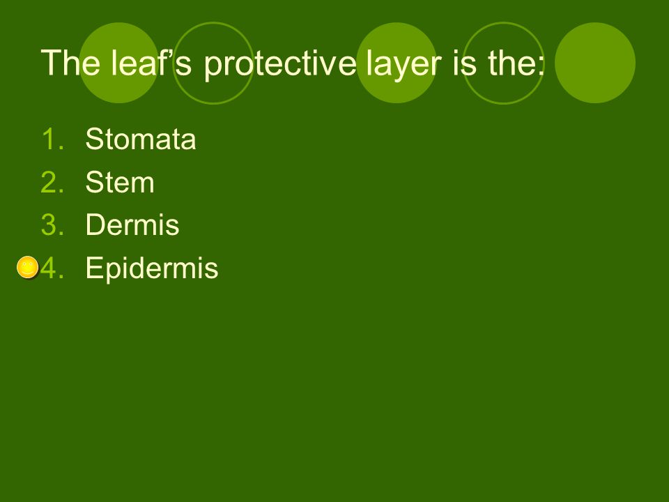 The leaf’s protective layer is the: