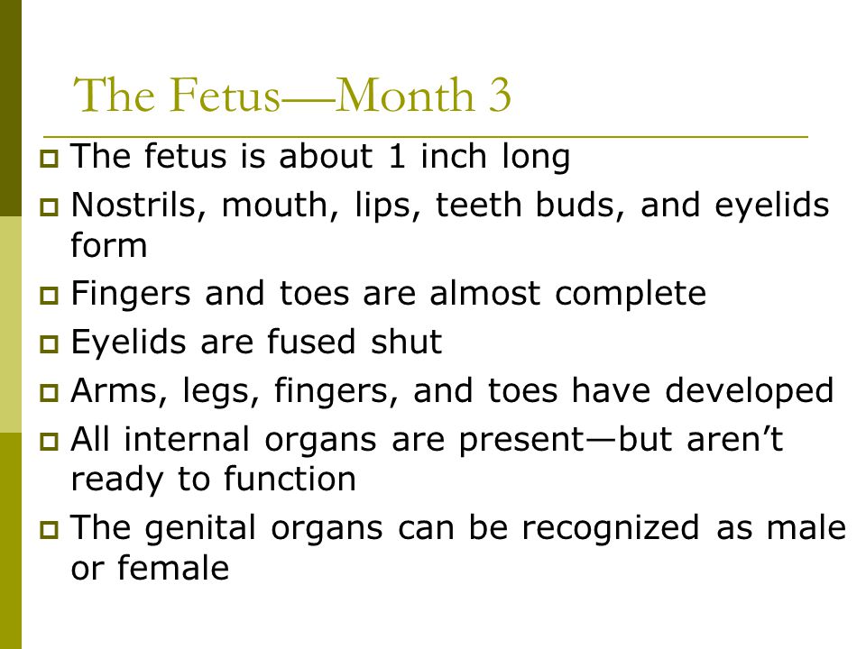 The Fetus—Month 3 The fetus is about 1 inch long