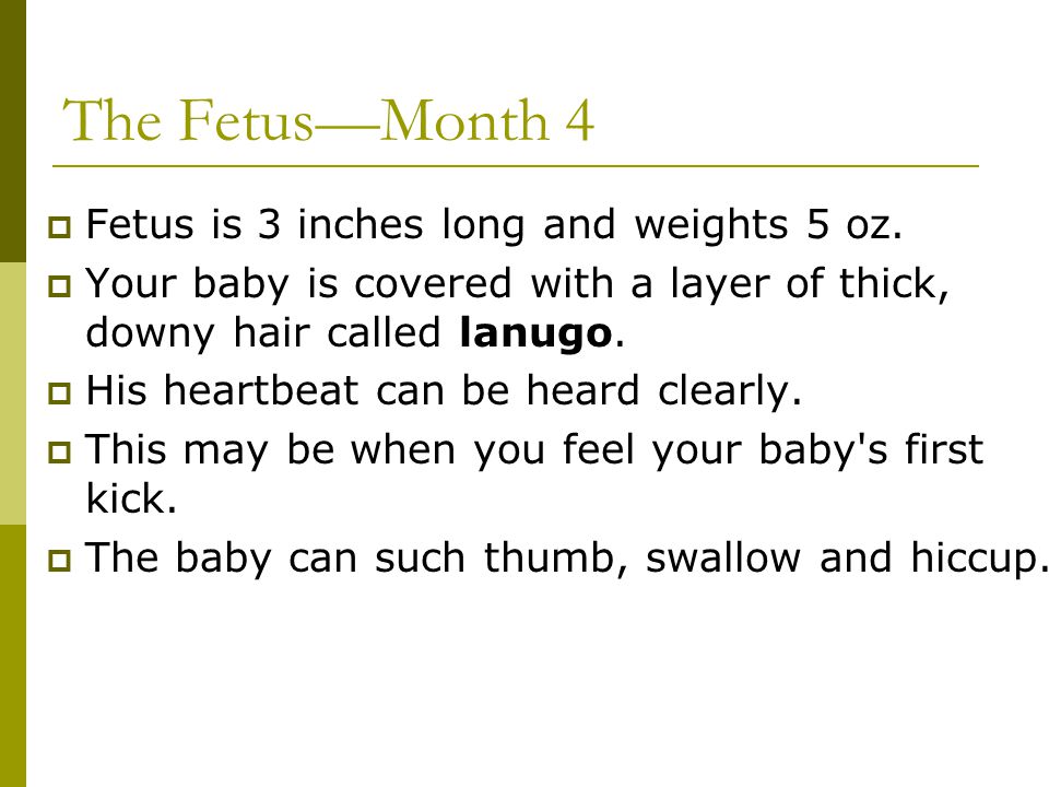 The Fetus—Month 4 Fetus is 3 inches long and weights 5 oz.