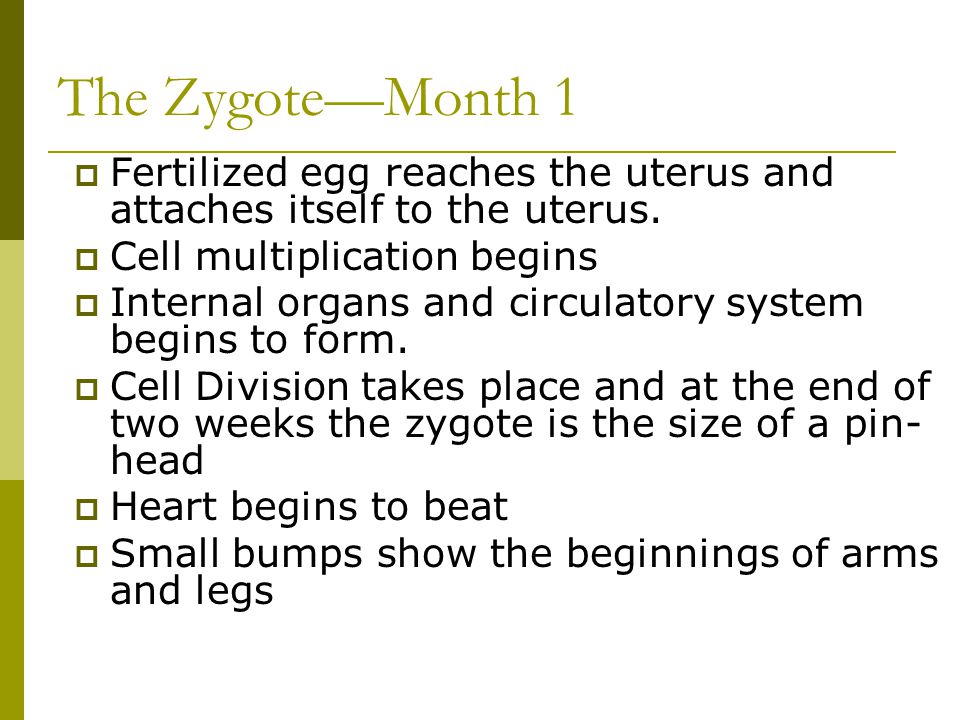 The Zygote—Month 1 Fertilized egg reaches the uterus and attaches itself to the uterus. Cell multiplication begins.