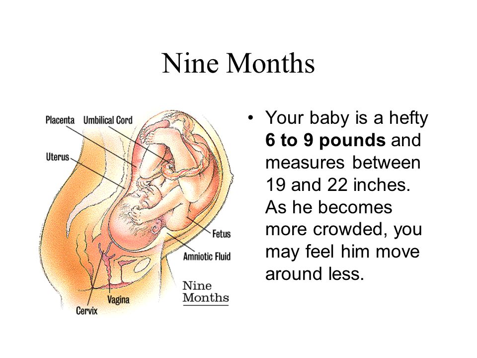 Nine Months Your baby is a hefty 6 to 9 pounds and measures between 19 and 22 inches.