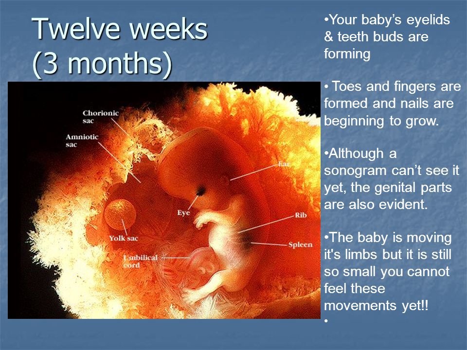 Twelve weeks (3 months) Your baby’s eyelids & teeth buds are forming