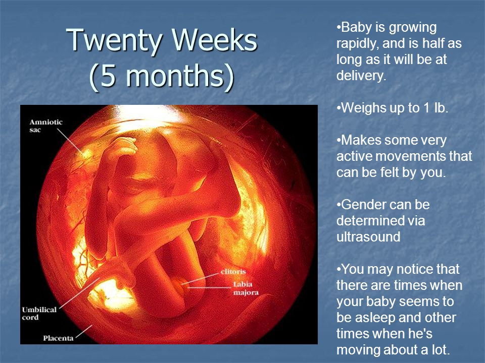 Baby is growing rapidly, and is half as long as it will be at delivery.