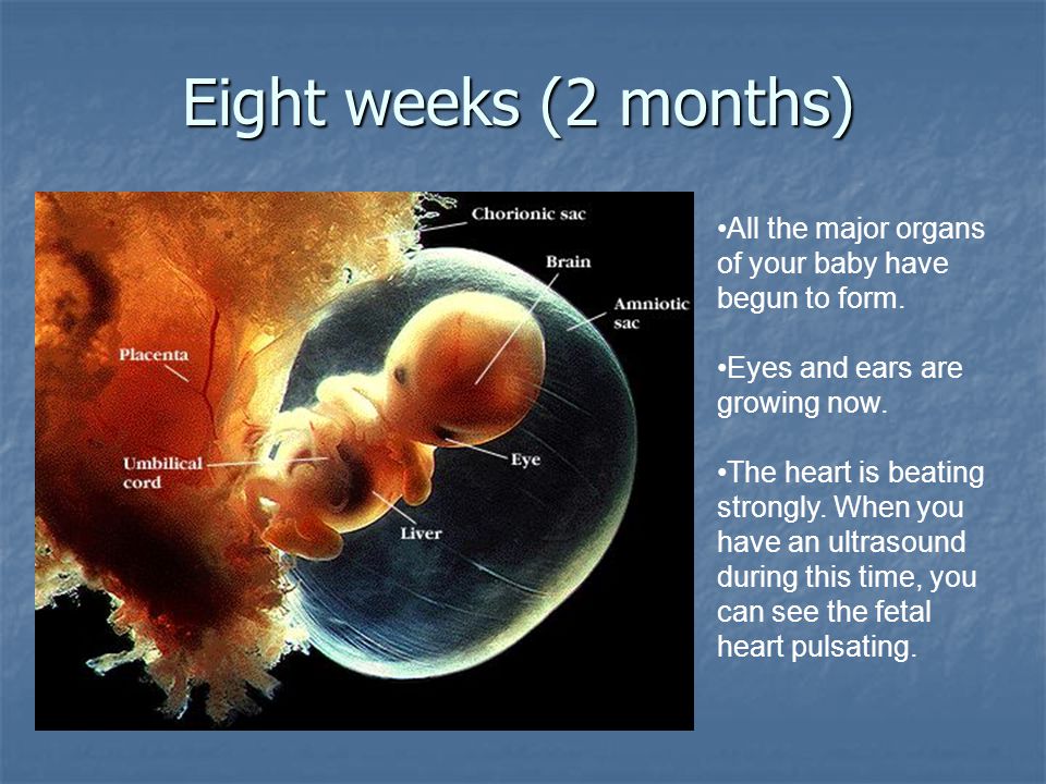 Eight weeks (2 months) All the major organs of your baby have begun to form. Eyes and ears are growing now.