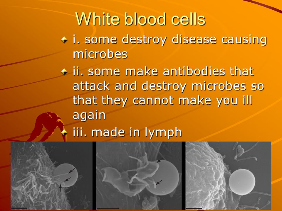 White blood cells i. some destroy disease causing microbes