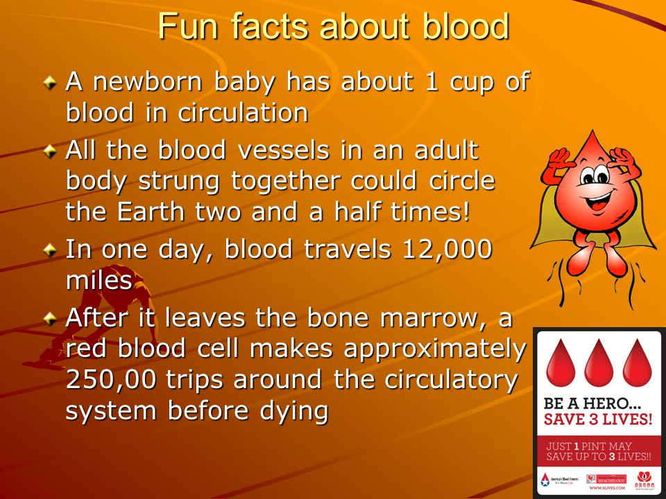 Fun facts about blood A newborn baby has about 1 cup of blood in circulation.