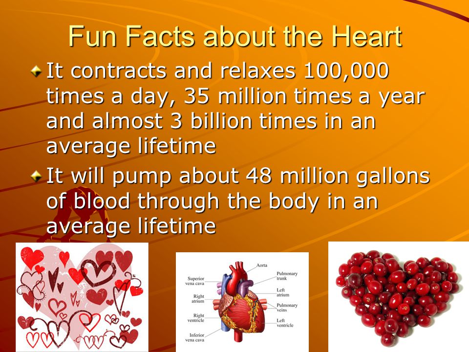 Fun Facts about the Heart