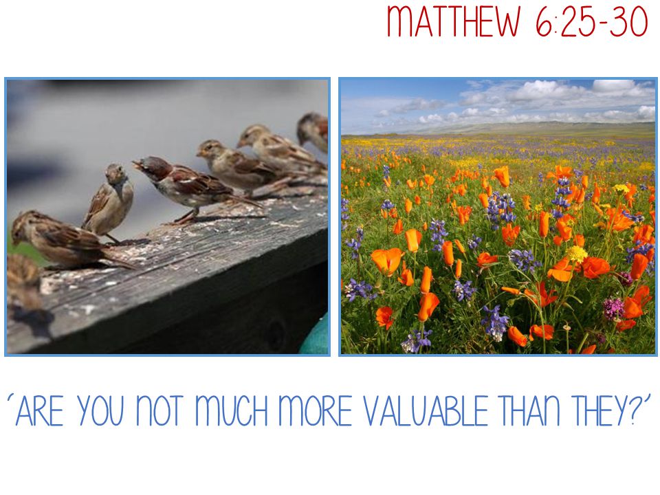 Matthew 6:25-30 ‘Are you not much more valuable than they ’