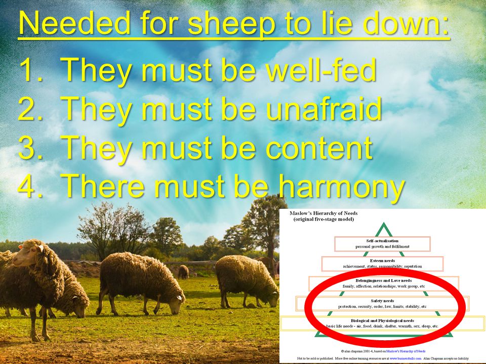 Needed for sheep to lie down: They must be well-fed