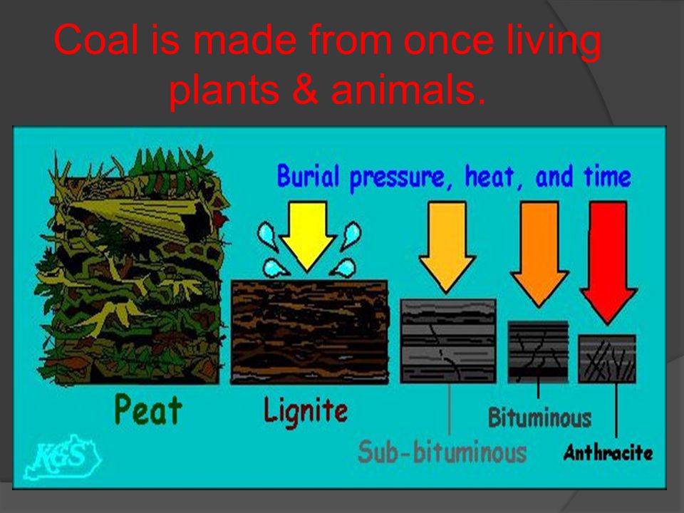 Coal is made from once living plants & animals.