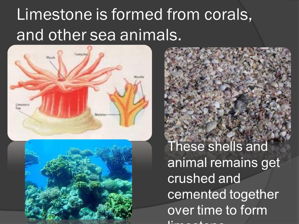 Limestone is formed from corals, and other sea animals.