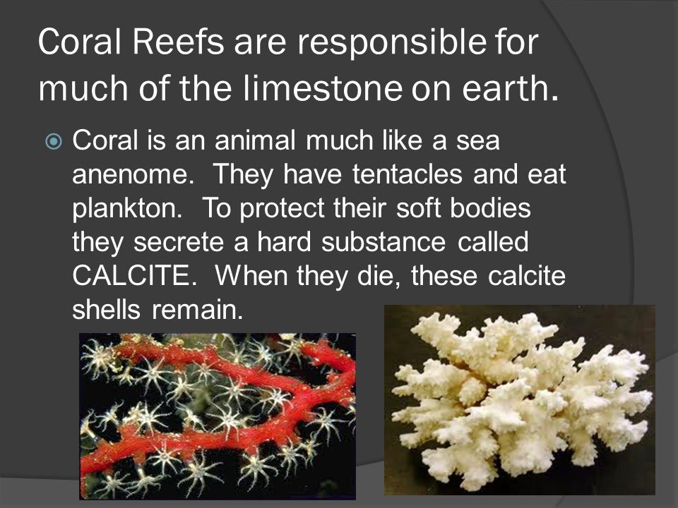 Coral Reefs are responsible for much of the limestone on earth.