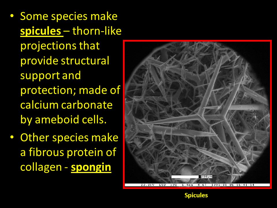 Other species make a fibrous protein of collagen - spongin