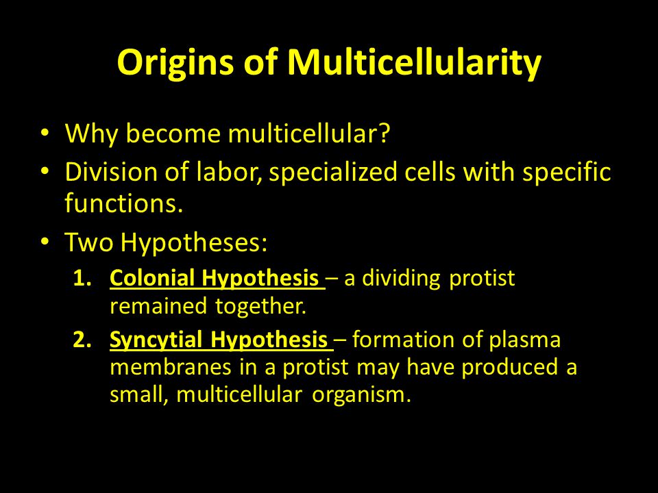 Origins of Multicellularity