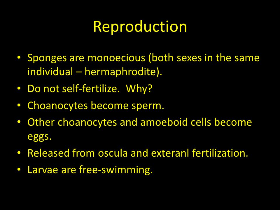 Reproduction Sponges are monoecious (both sexes in the same individual – hermaphrodite). Do not self-fertilize. Why