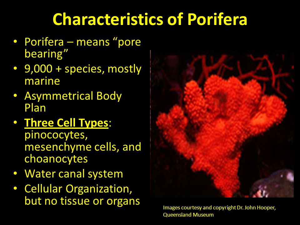 Characteristics of Porifera