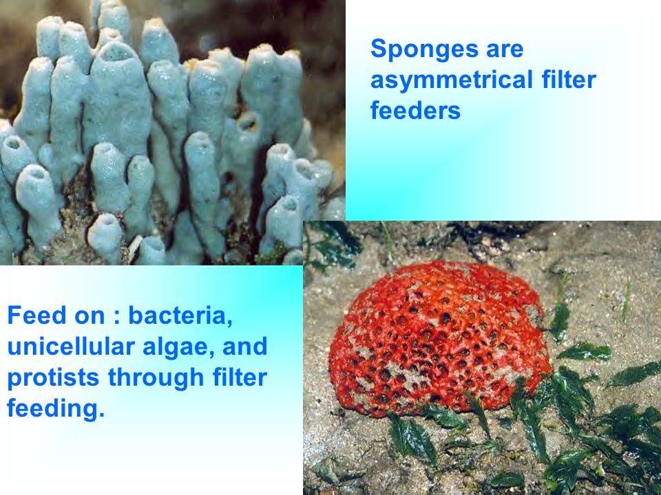 Sponges are asymmetrical filter feeders