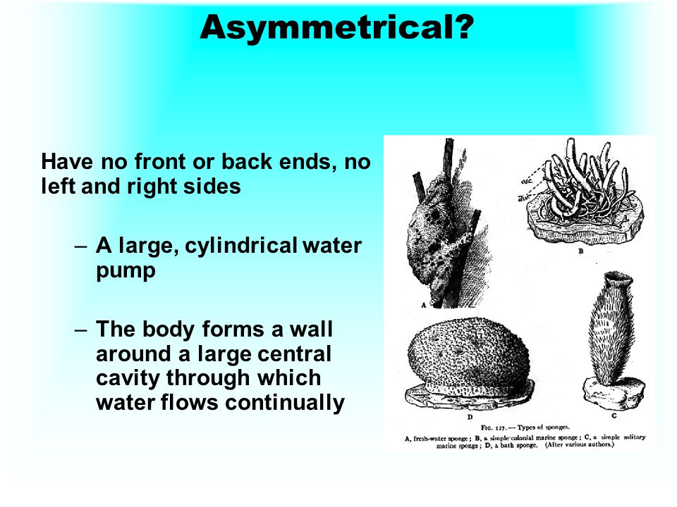 Asymmetrical Have no front or back ends, no left and right sides