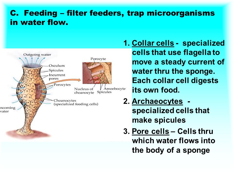 C. Feeding – filter feeders, trap microorganisms in water flow.