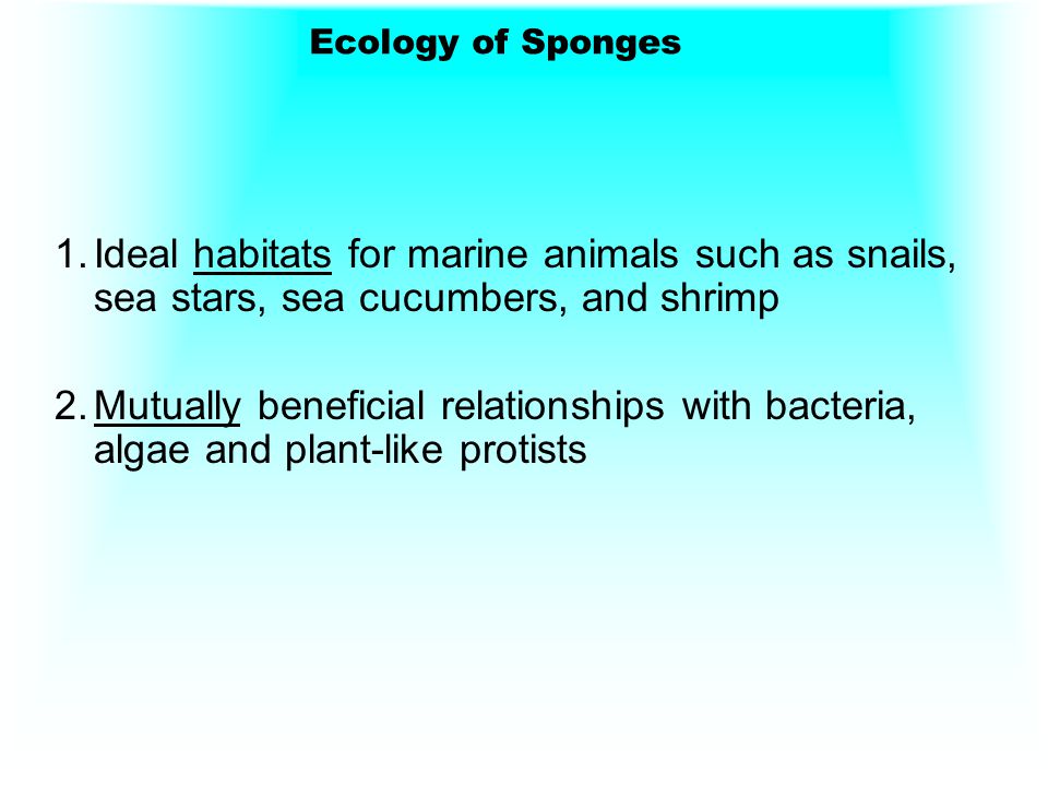Ecology of Sponges Ideal habitats for marine animals such as snails, sea stars, sea cucumbers, and shrimp.