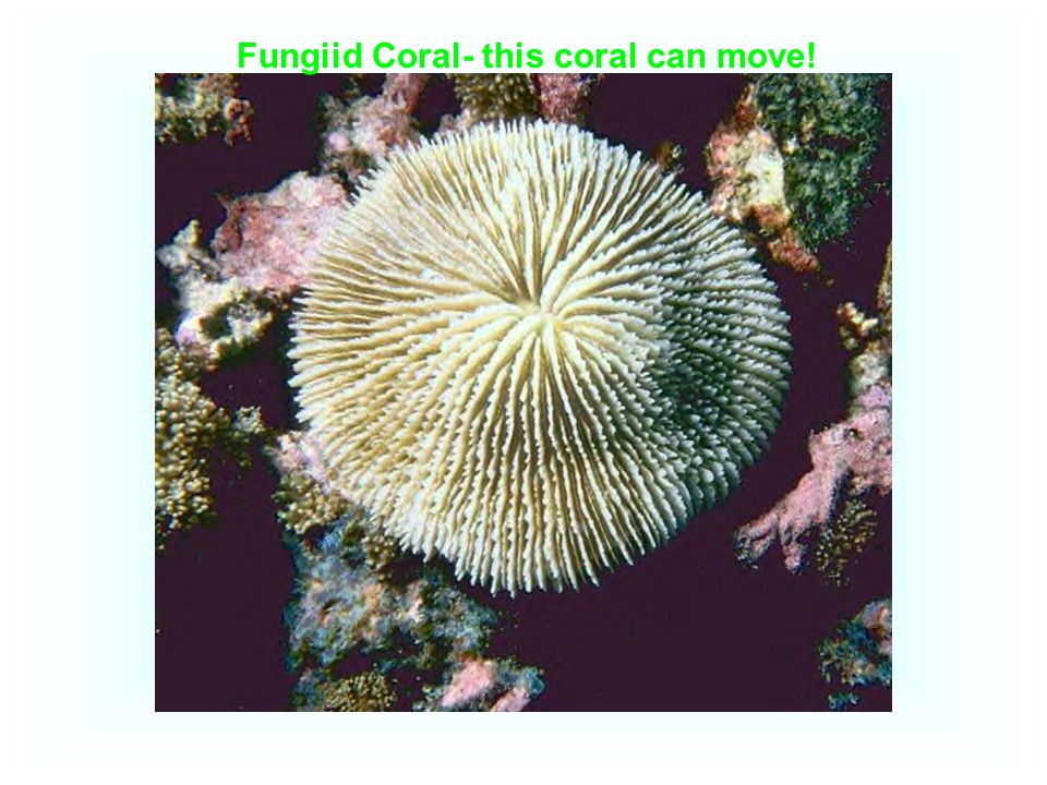 Fungiid Coral- this coral can move!