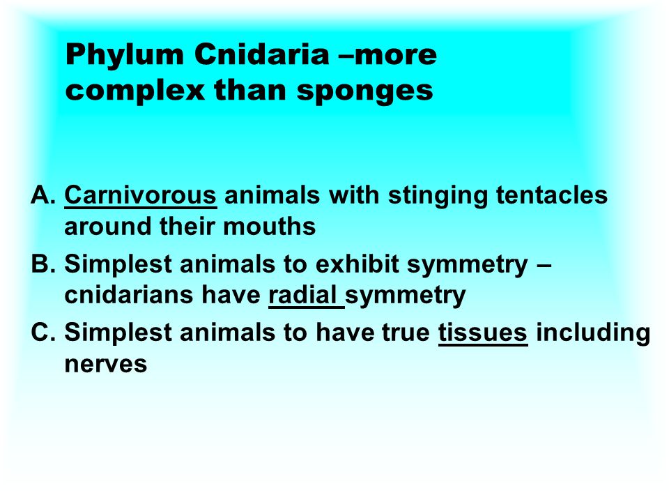 Phylum Cnidaria –more complex than sponges