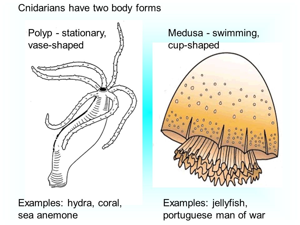 Cnidarians have two body forms