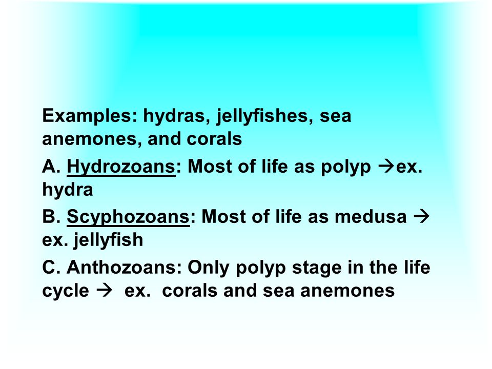 Examples: hydras, jellyfishes, sea anemones, and corals