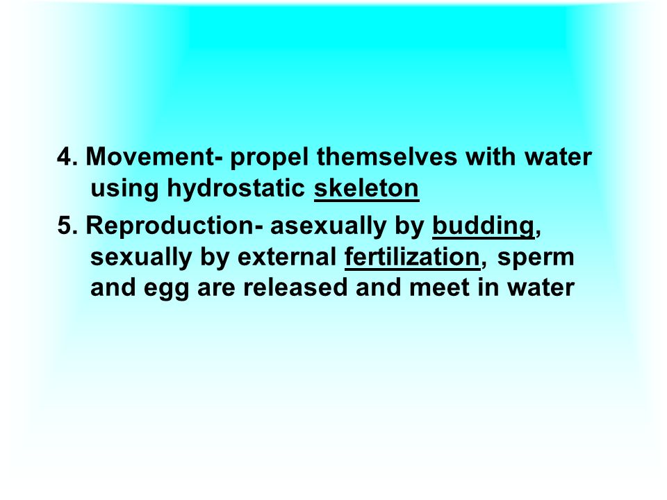 4. Movement- propel themselves with water using hydrostatic skeleton